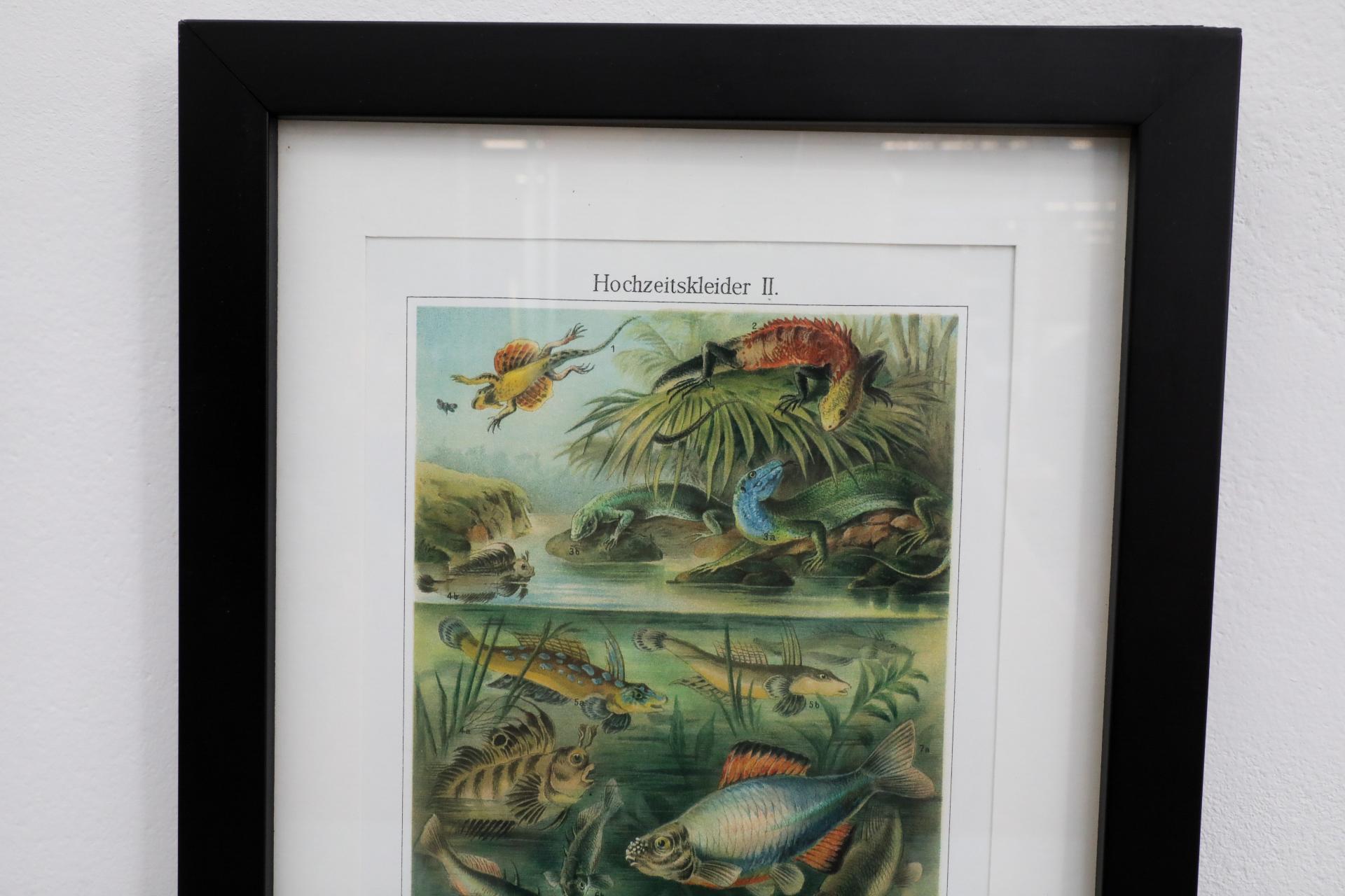 Impression encadrée d'une lithographie de vertèbres de style Société Audubon en vente 3
