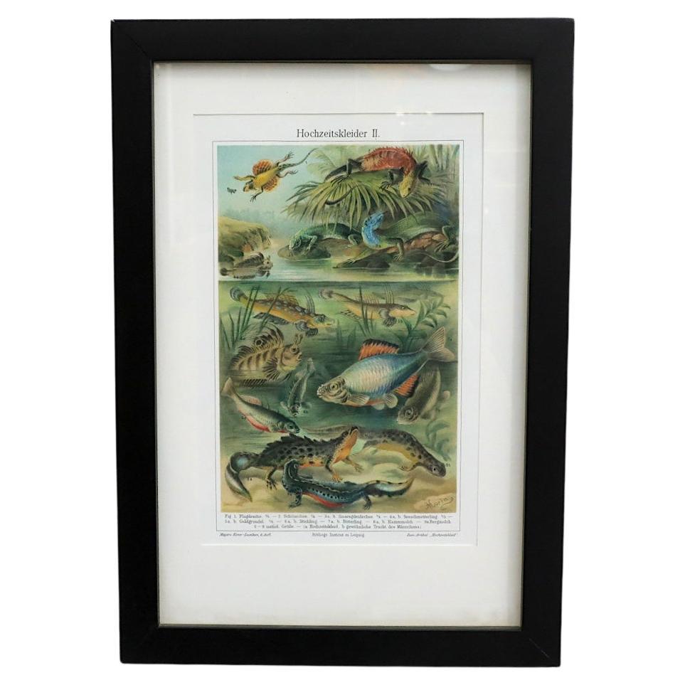 Gerahmtes Reprint einer Lithographie von Vertebraten im Stil der Audubon Society