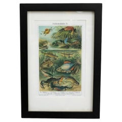 Reimpresión enmarcada de una litografía de vertebrados al estilo de la Sociedad Audubon