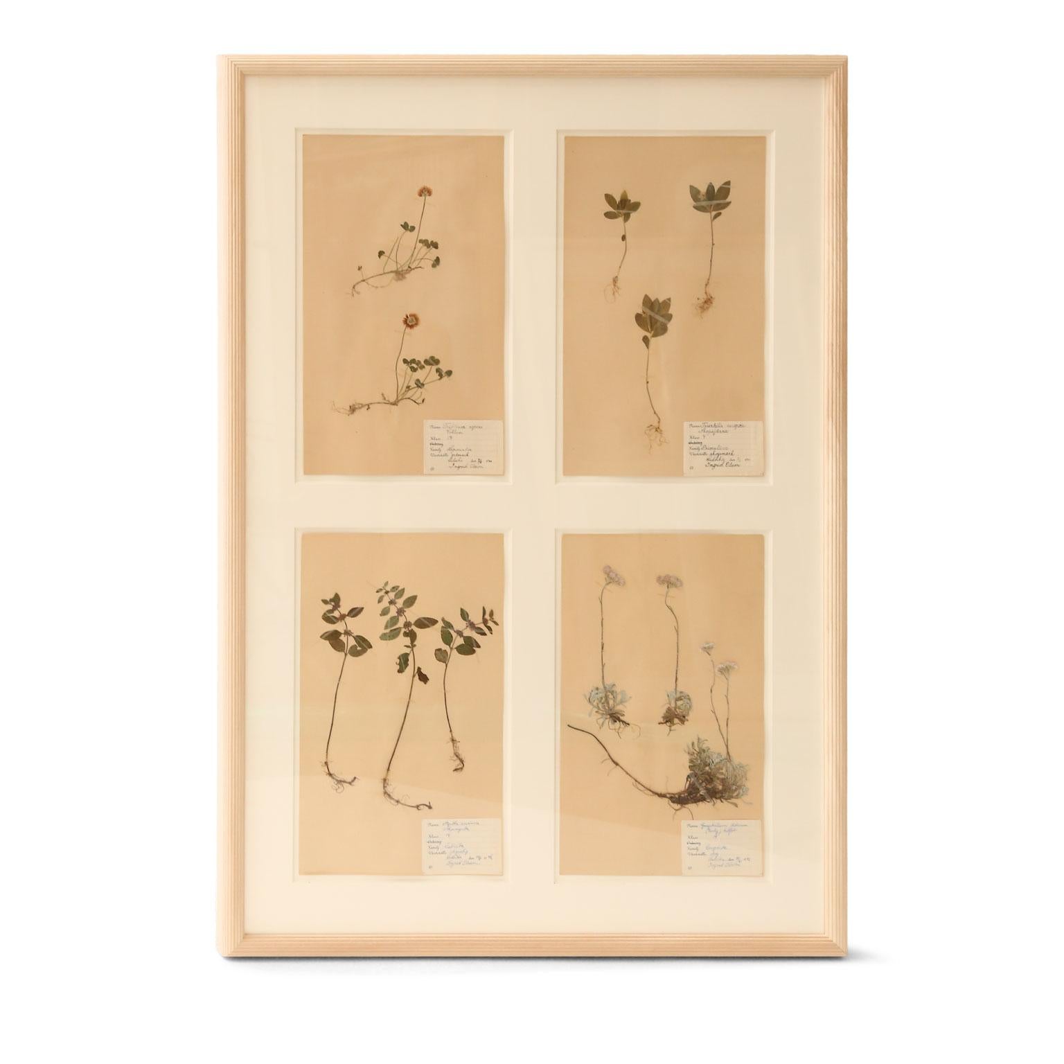 Framed Set of Four Herbaria 2