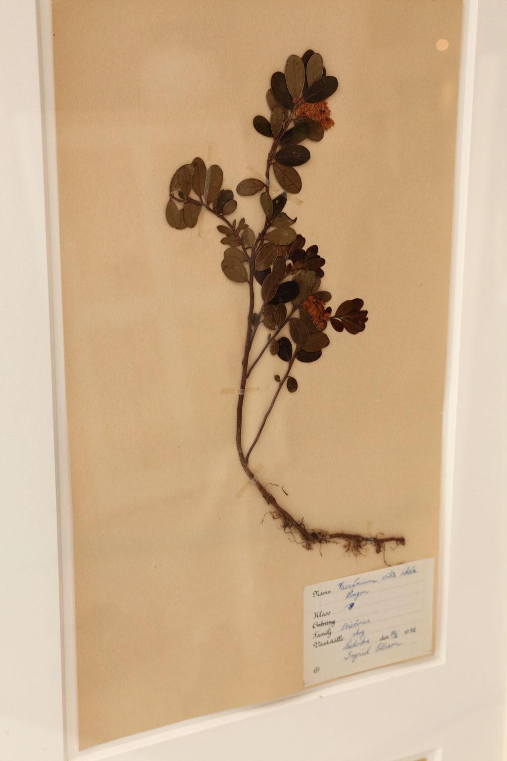 Framed Set of Four Herbaria For Sale 5