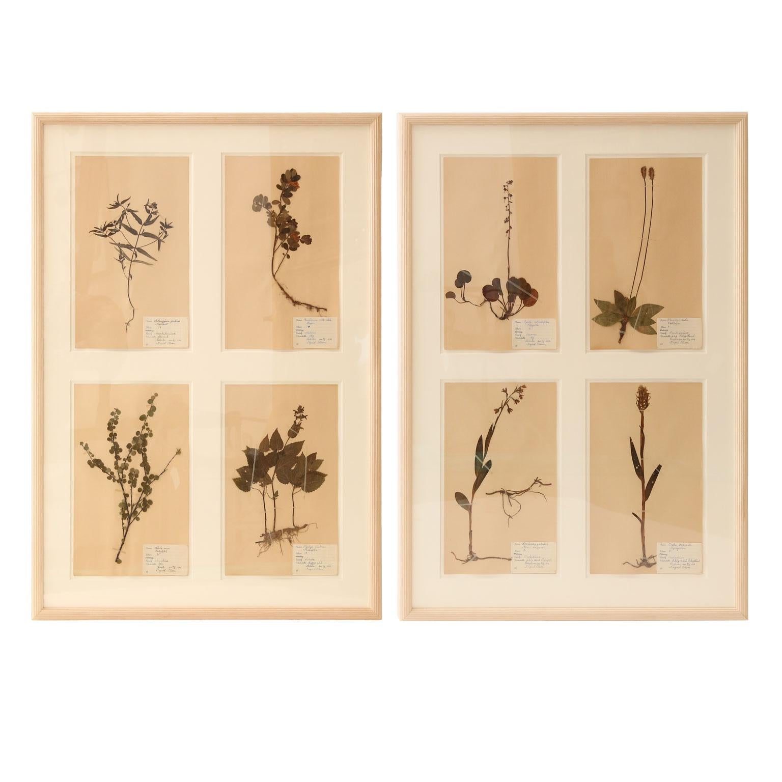 Framed Set of Four Herbaria For Sale 6