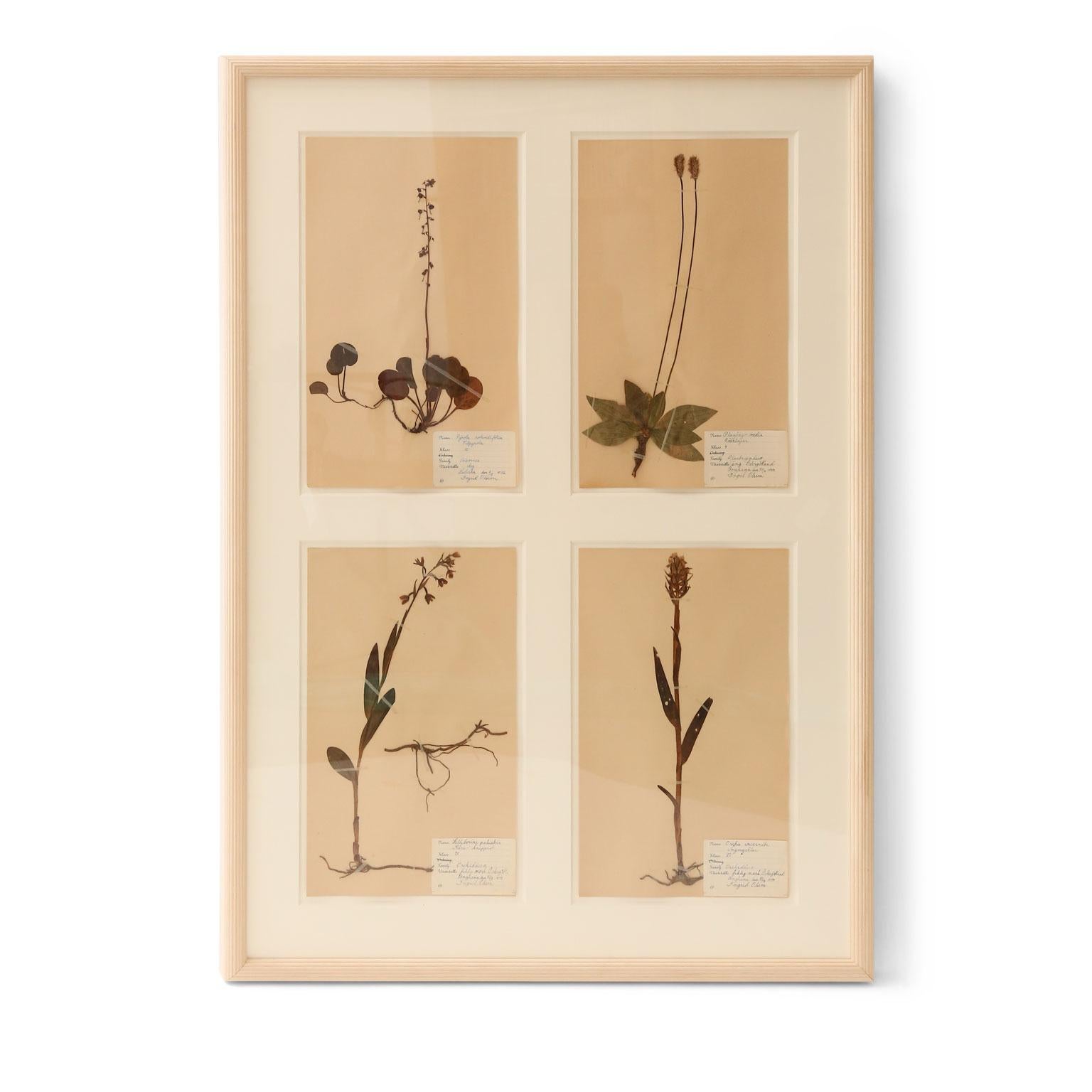 Framed set of four vintage herbaria (circa 1930-1949, Sweden). Each herbarium (botanical) measures 15.75 inches high x 9.5 inches wide and floats within a cut mat window. The set of four is framed in unfinished reeded wood. Two framed sets are