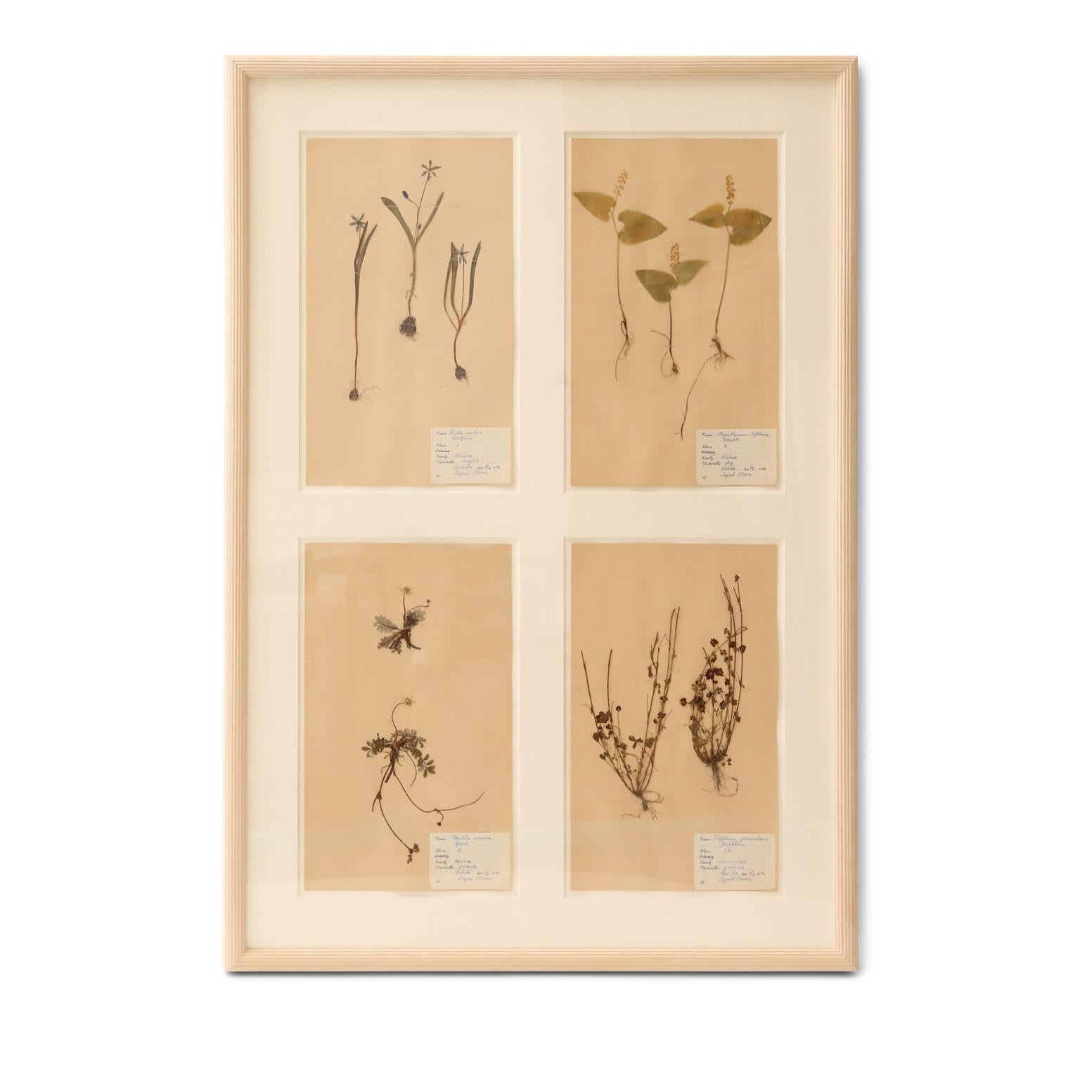 Framed set of four vintage herbaria (circa 1930-1949, Sweden). Each herbarium (botanical) measures 15.75 inches high x 9.5 inches wide and floats within a cut mat window. The set of four is framed in unfinished reeded wood.
Two additional sets