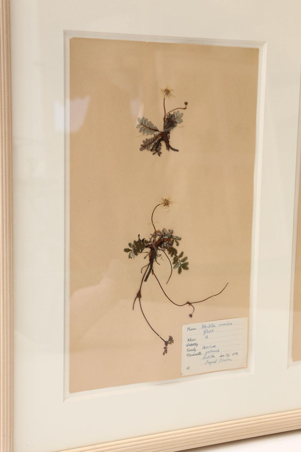 Folk Art Framed Set of Four Herbaria