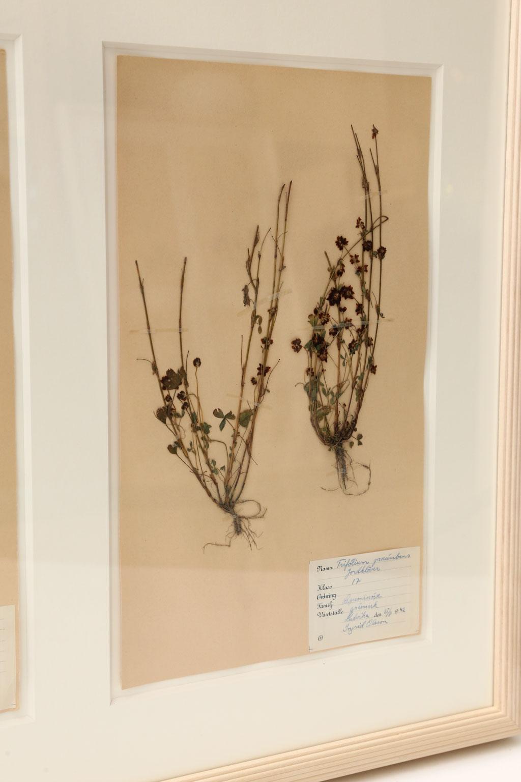 Swedish Framed Set of Four Herbaria