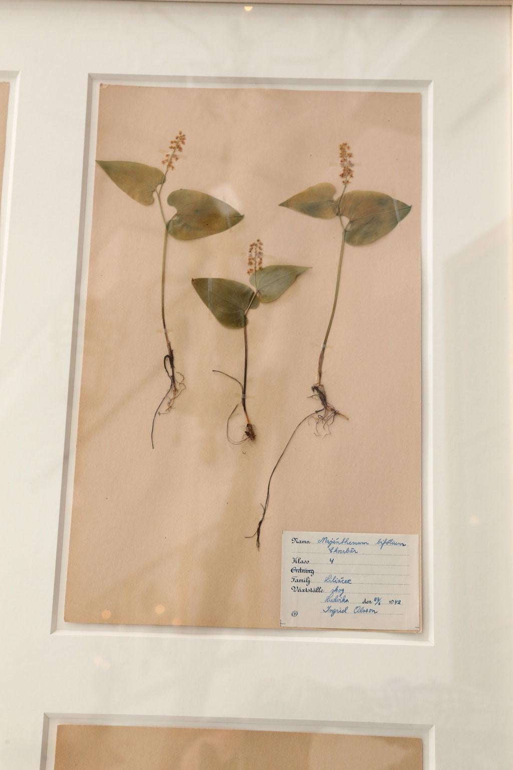 Framed Set of Four Herbaria In Good Condition In Houston, TX