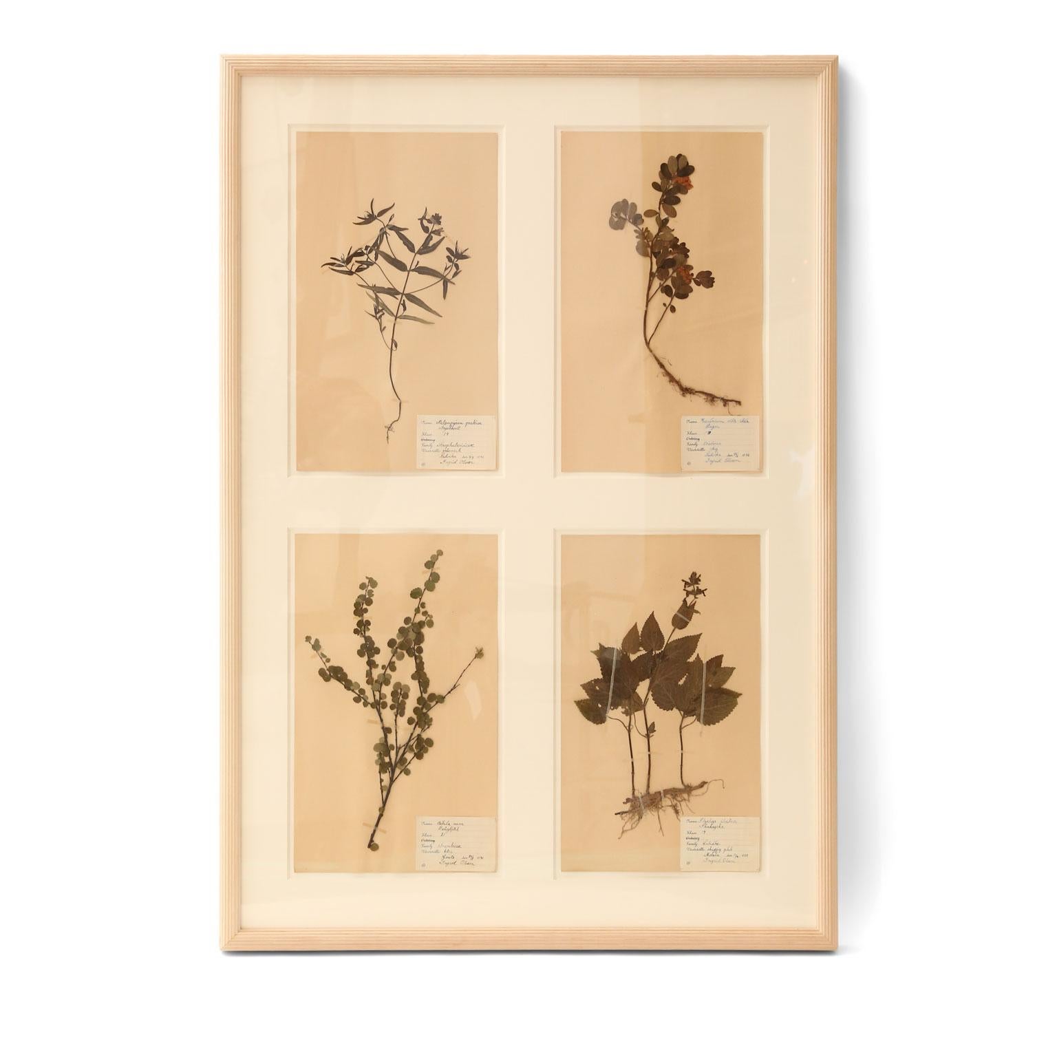 Framed Set of Four Herbaria For Sale 1