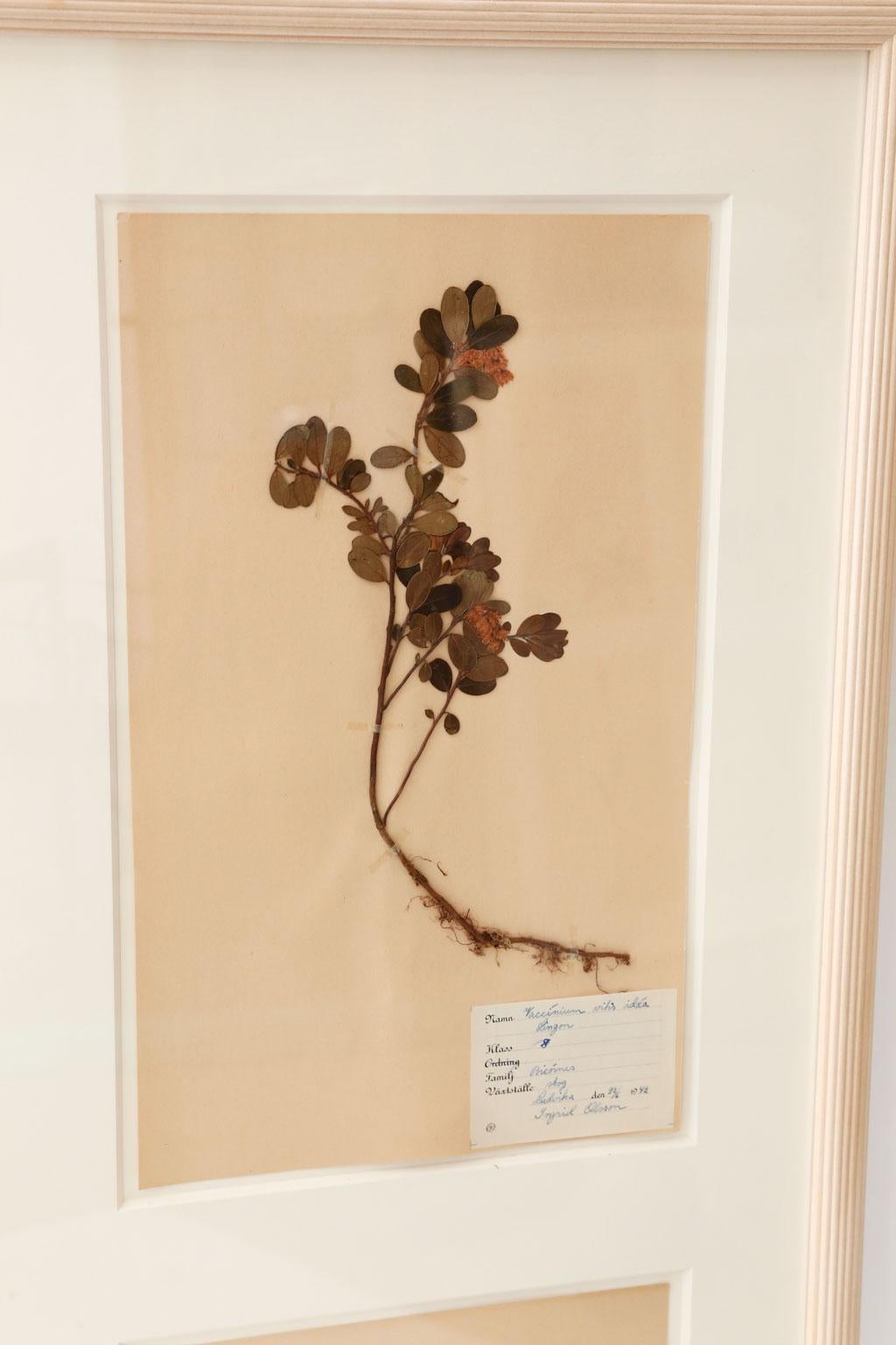 Framed Set of Four Herbaria For Sale 2