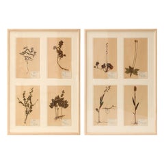 Framed Set of Four Herbaria
