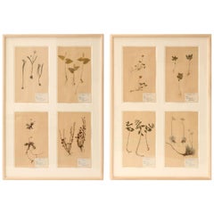 Framed Set of Four Herbaria