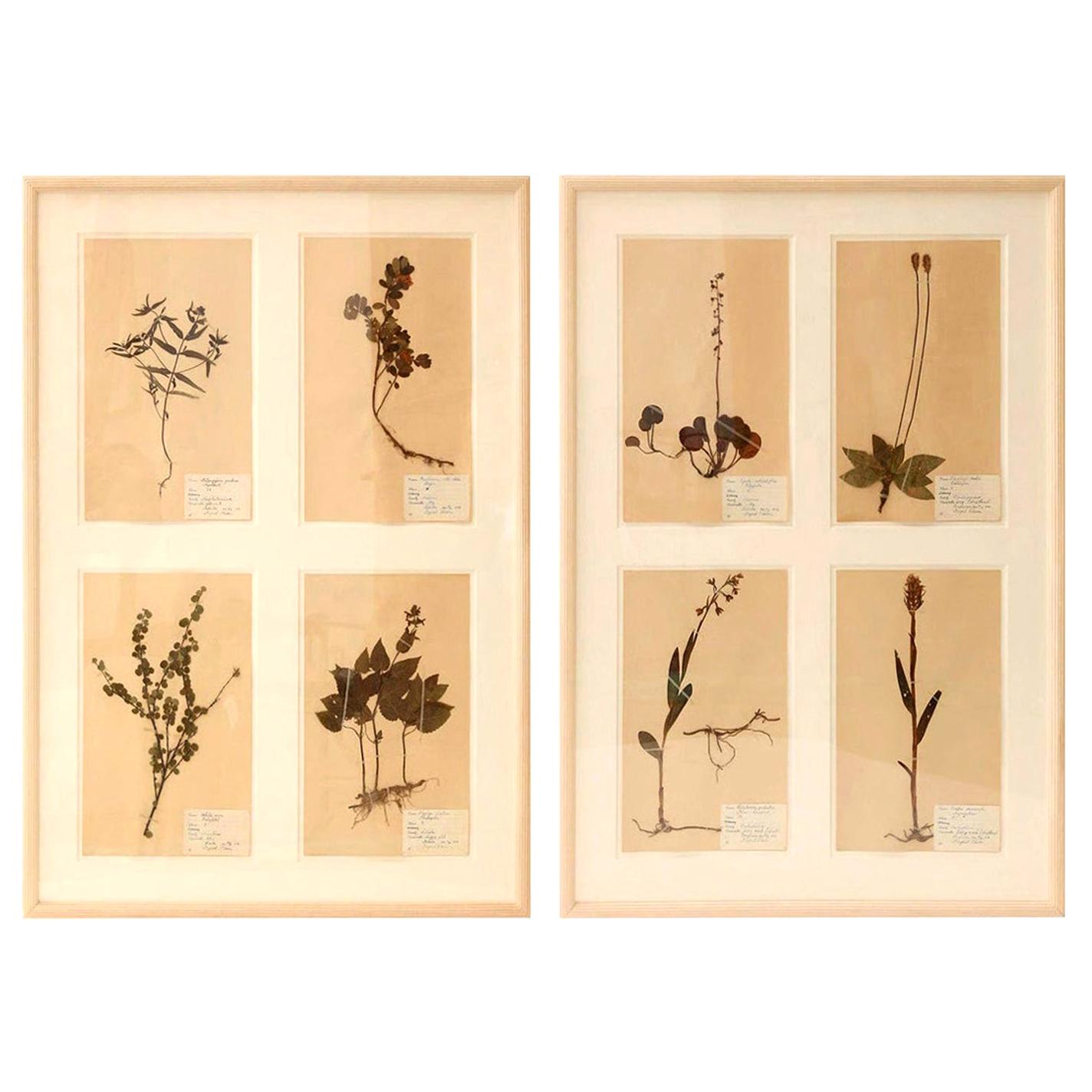 Framed Set of Four Herbaria For Sale 7