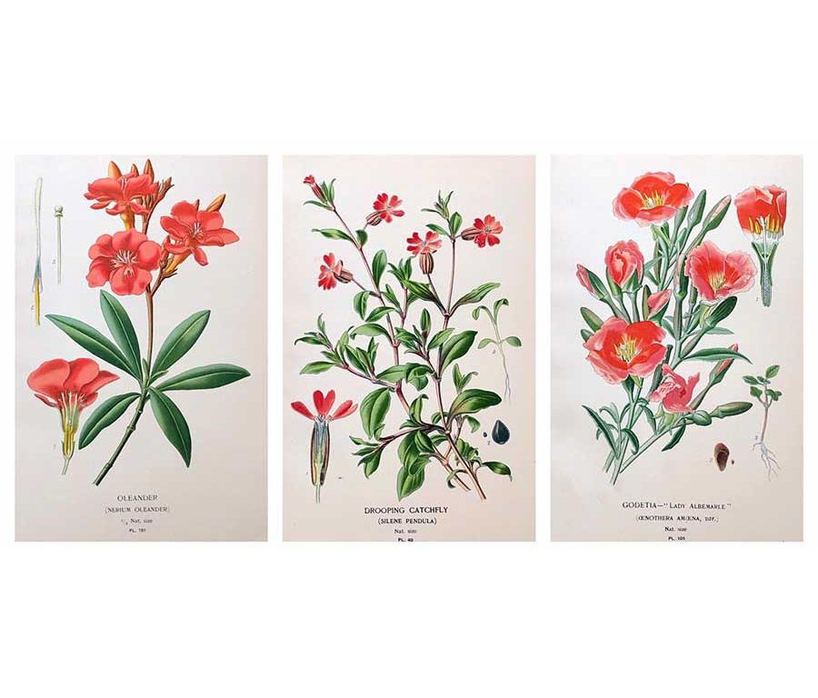 English Framed Set of Nine 1890s Edward Step Flower Chromolithograph Prints