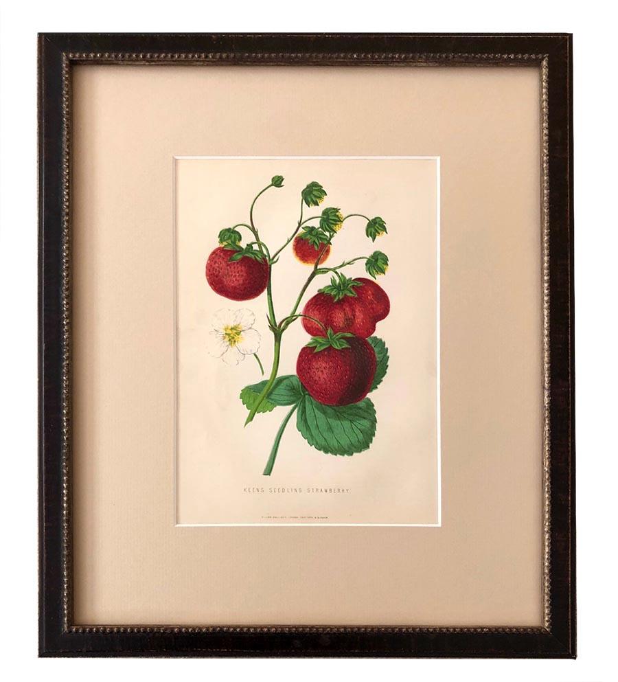 Framed Set of Twelve G. Severyns Fruit Chromolithographs In Good Condition In Tetbury, Gloucestershire