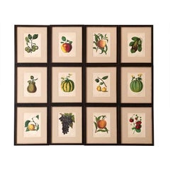 Framed Set of Twelve G. Severyns Fruit Chromolithographs