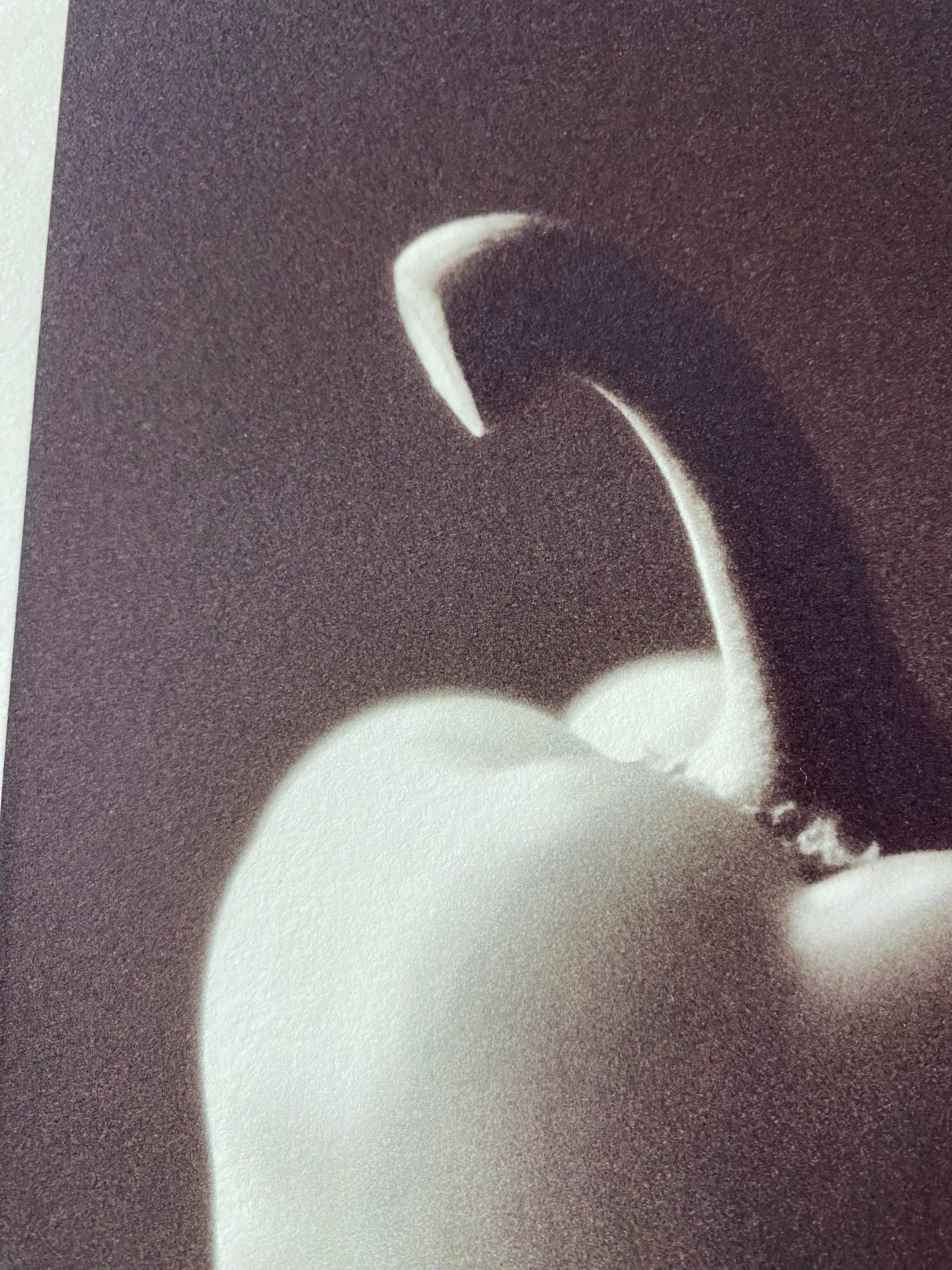 Framed + Signed Black & White Still Life Bell Pepper For Sale 9