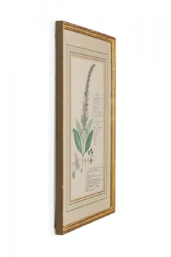 Framed Victorian 19th Century Botanical Drawing, "Caryopteris Wallichiana"