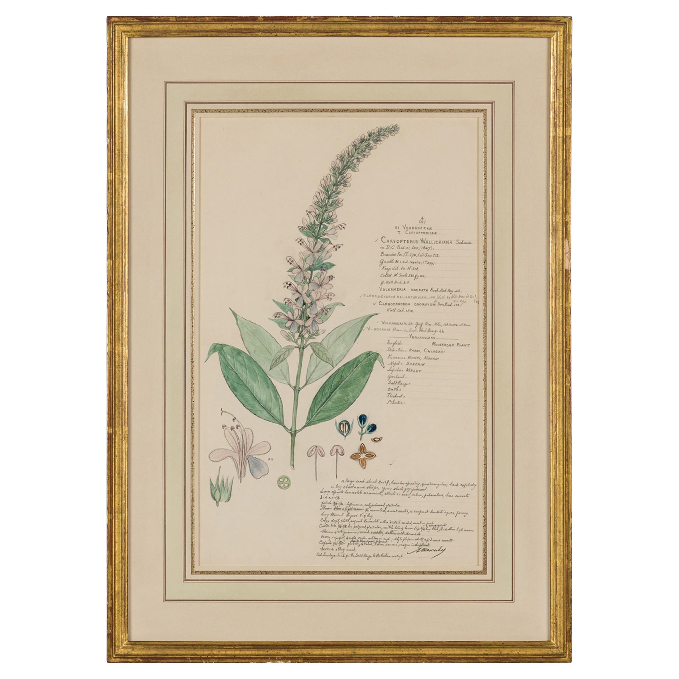 Framed Victorian 19th Century Botanical Drawing, "Caryopteris Wallichiana" For Sale
