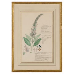 Framed Victorian 19th Century Botanical Drawing, "Caryopteris Wallichiana"