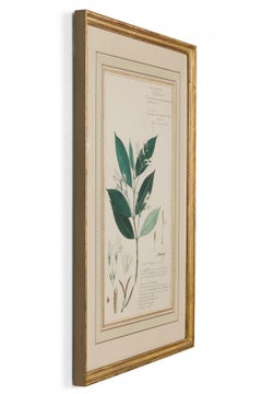 Framed Victorian 19th Century Botanical Drawing, "Diotacanthus Albiflorus"