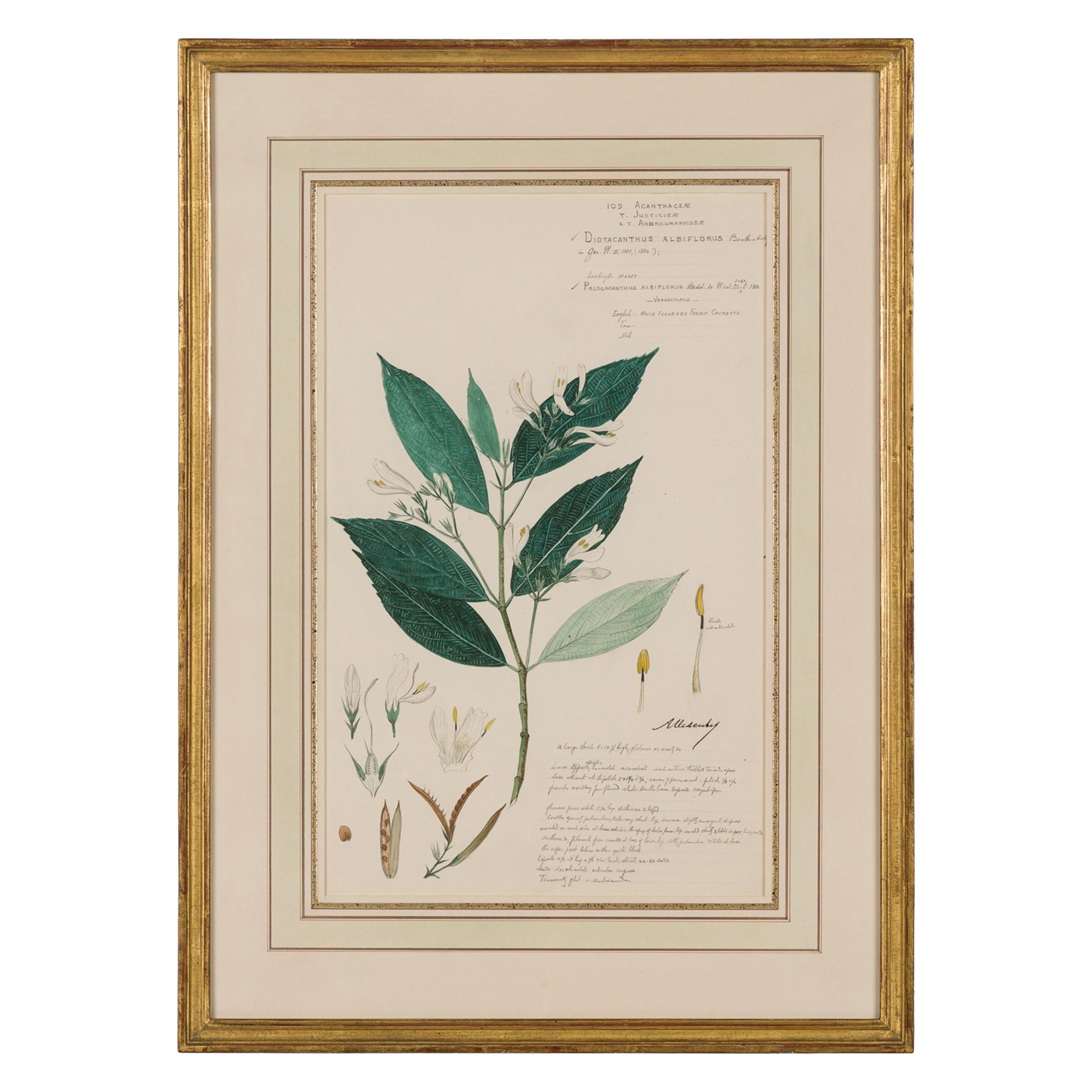 Framed Victorian 19th Century Botanical Drawing, "Diotacanthus Albiflorus"