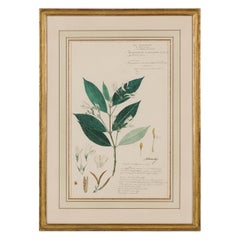 Framed Victorian 19th Century Botanical Drawing, "Diotacanthus Albiflorus"