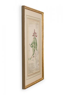 Framed Victorian 19th Century Botanical Drawing, "Graptophyllum Hortense"
