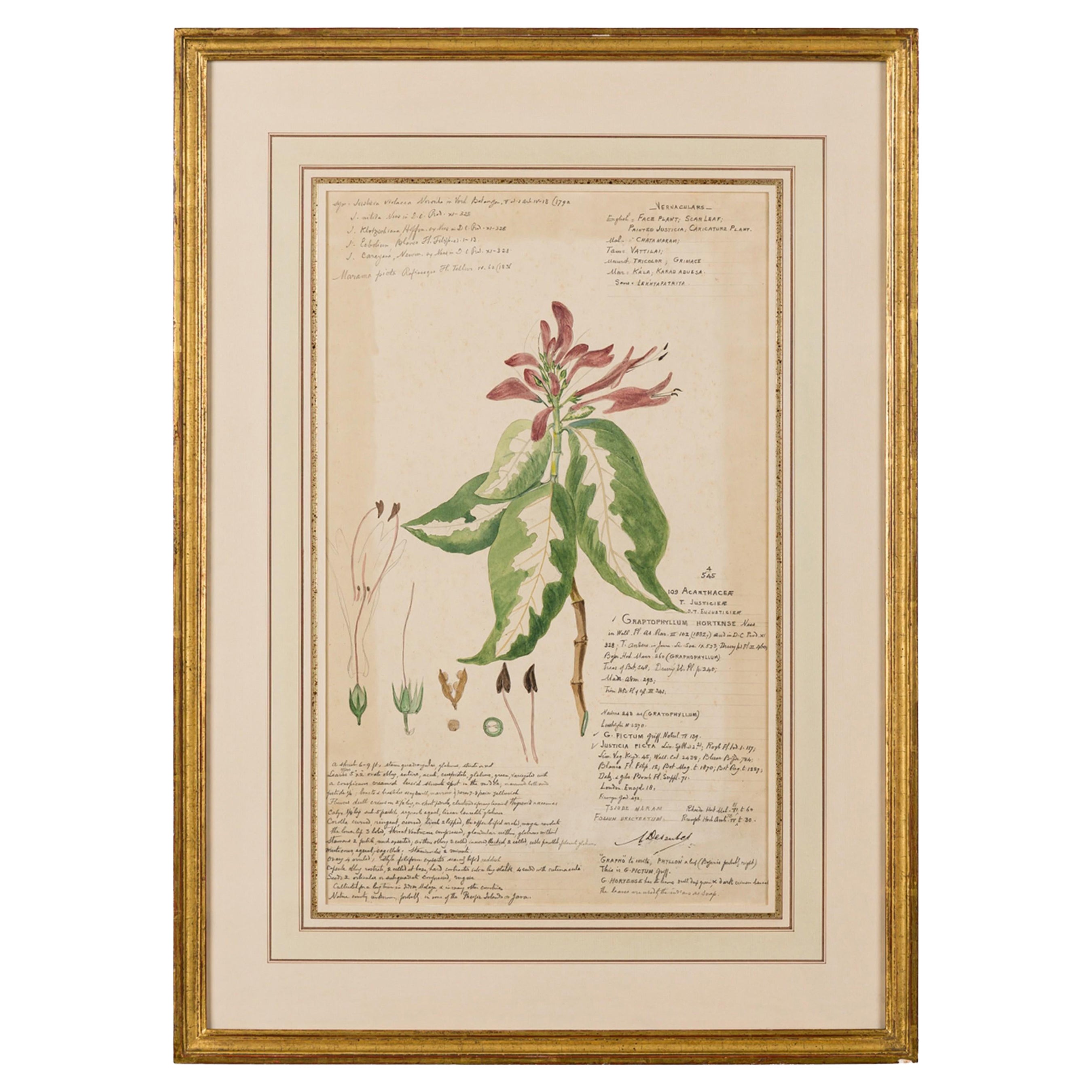 Framed Victorian 19th Century Botanical Drawing, "Graptophyllum Hortense"