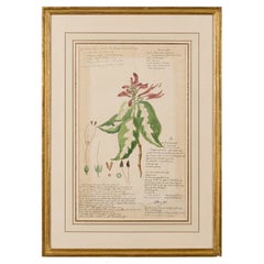 Framed Victorian 19th Century Botanical Drawing, "Graptophyllum Hortense"