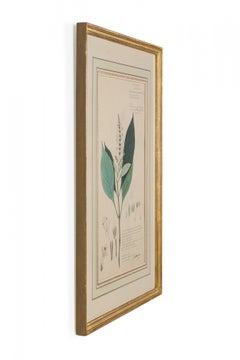 Framed Victorian 19th Century Botanical Drawing, "Gymnostachyium Glabrum"