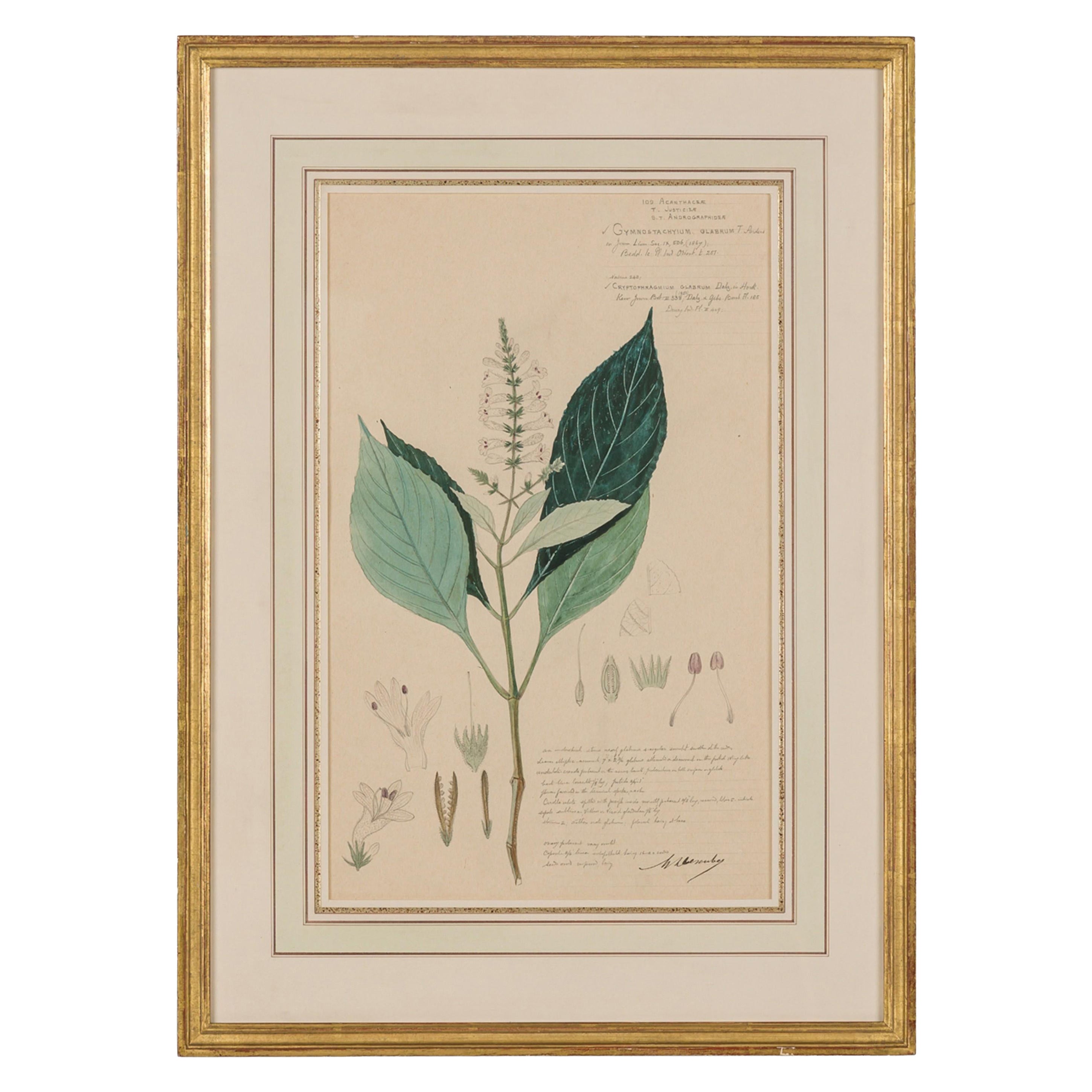 Framed Victorian 19th Century Botanical Drawing, "Gymnostachyium Glabrum"