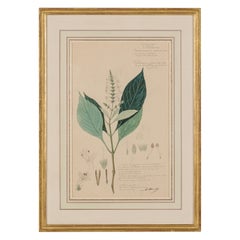 Framed Victorian 19th Century Botanical Drawing, "Gymnostachyium Glabrum"