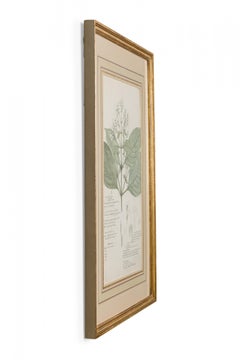 Framed Victorian 19th Century Botanical Drawing, "Gymnostachyum Canescens"