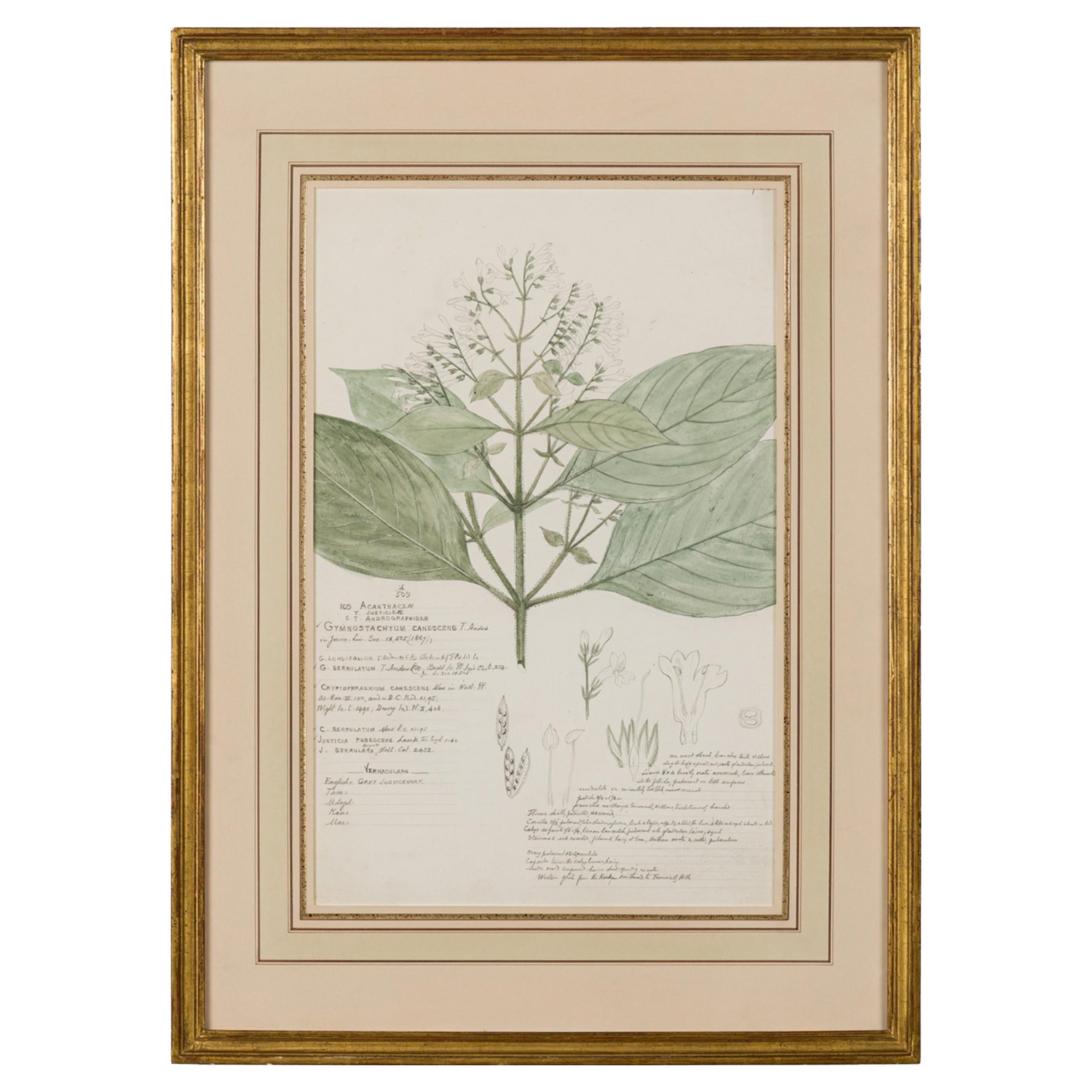 Framed Victorian 19th Century Botanical Drawing, "Gymnostachyum Canescens"