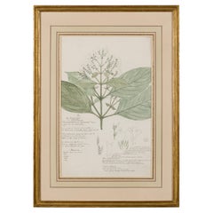 Framed Victorian 19th Century Botanical Drawing, "Gymnostachyum Canescens"