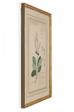 Framed Victorian 19th Century Botanical Drawing, "Gymnostachyum Ceylanicum"