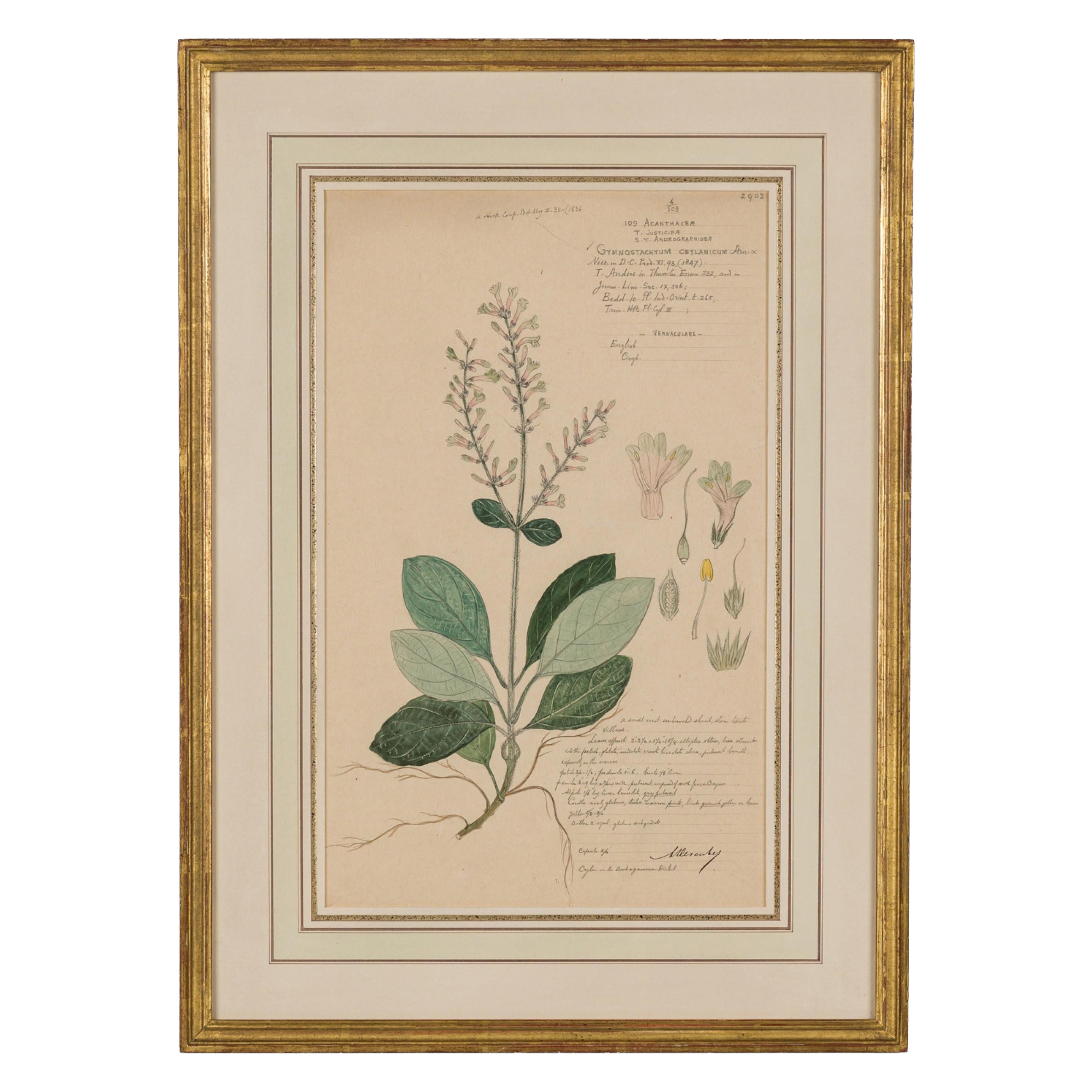 Framed Victorian 19th Century Botanical Drawing, "Gymnostachyum Ceylanicum"