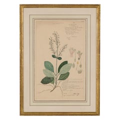 Framed Victorian 19th Century Botanical Drawing, "Gymnostachyum Ceylanicum"