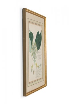 Framed Victorian 19th Century Botanical Drawing, "Gymnostachyum Latifolium"