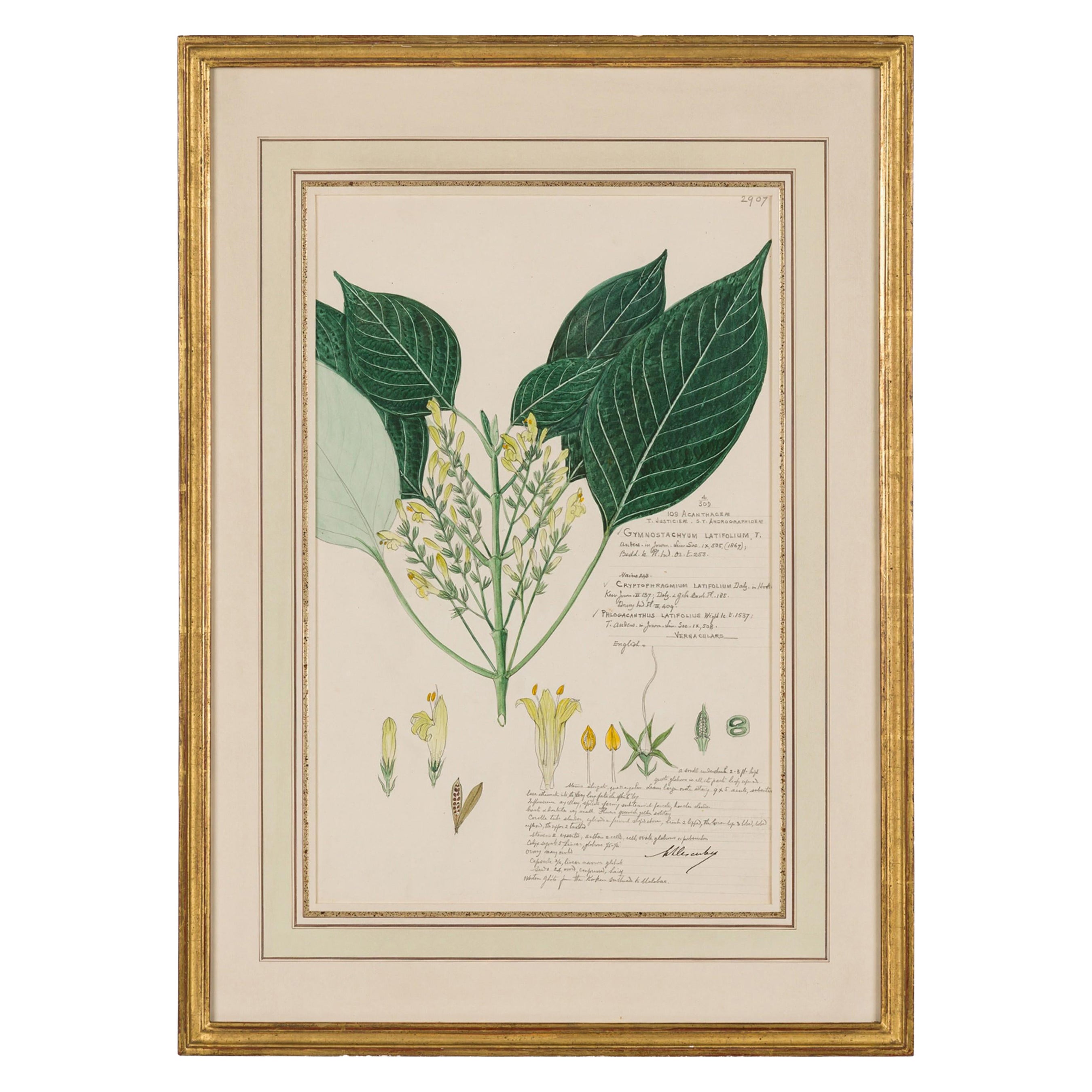 Framed Victorian 19th Century Botanical Drawing, "Gymnostachyum Latifolium"