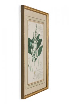 Framed Victorian 19th Century Botanical Drawing, "Haplanthus Tentaculatus"