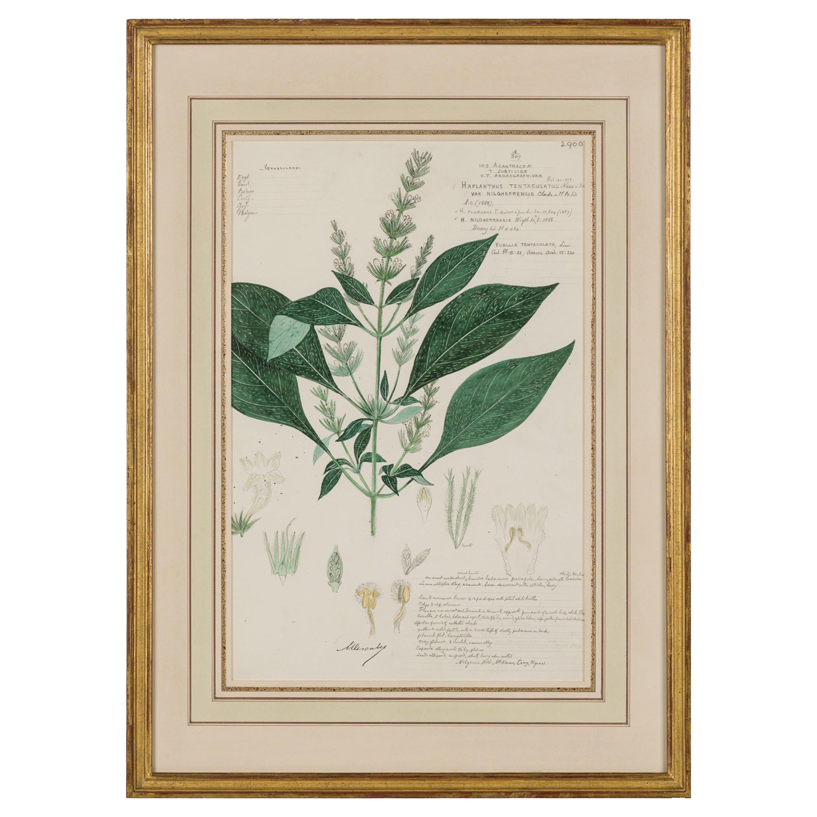 Framed Victorian 19th Century Botanical Drawing, "Haplanthus Tentaculatus"