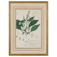 Framed Victorian 19th Century Botanical Drawing, "Haplanthus Tentaculatus"