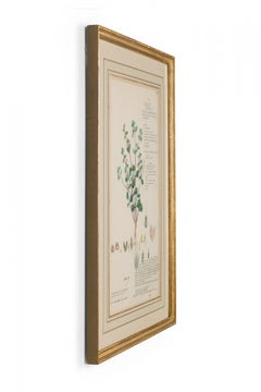 Framed Victorian 19th Century Botanical Drawing, "Justicia Tranquebariensis"