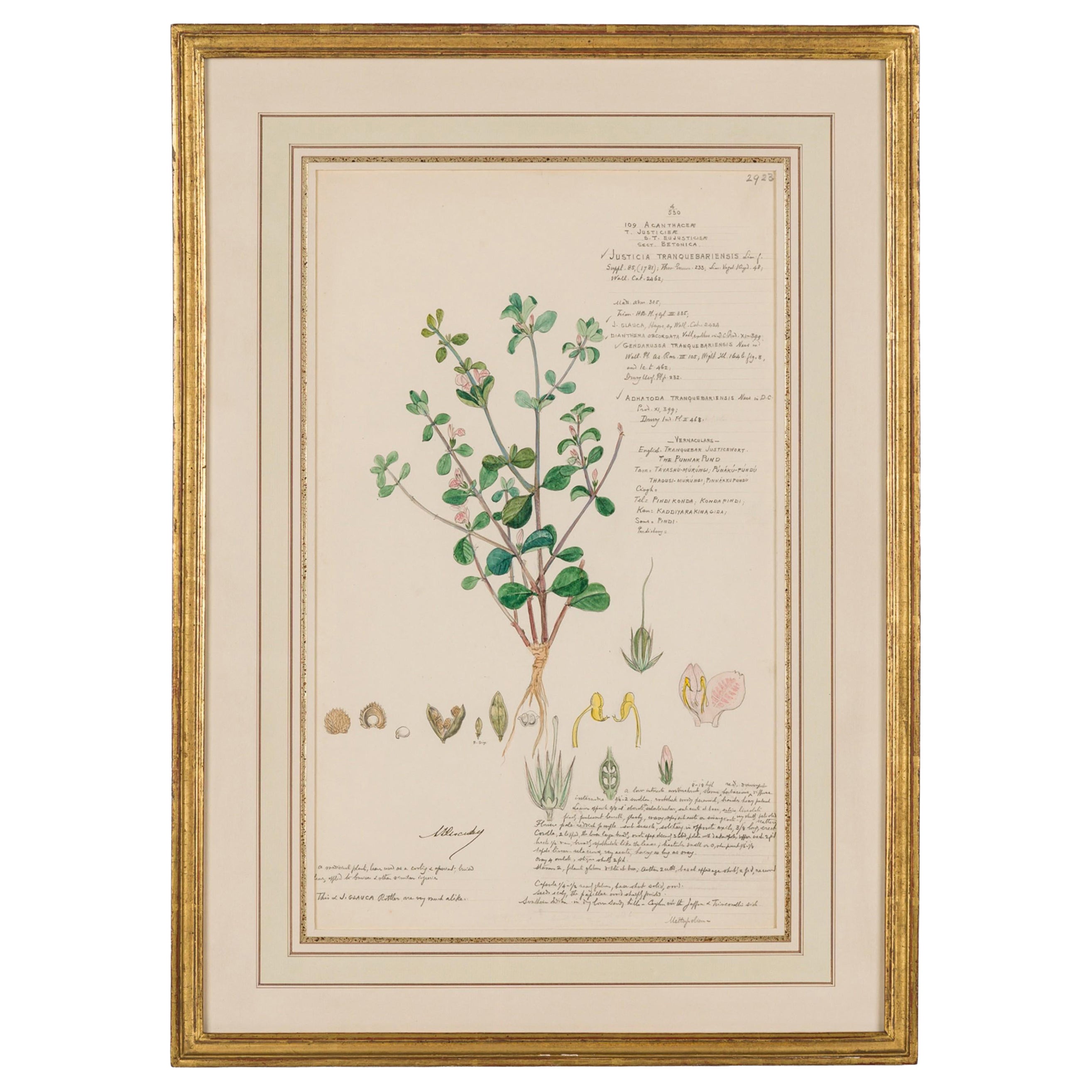 Framed Victorian 19th Century Botanical Drawing, "Justicia Tranquebariensis"