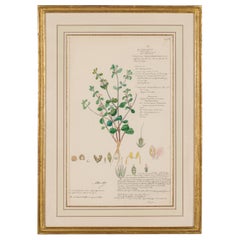 Framed Victorian 19th Century Botanical Drawing, "Justicia Tranquebariensis"