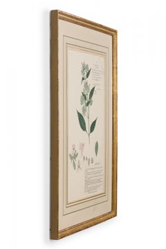 Framed Victorian 19th Century Botanical Drawing, "Lepidagathis Ceylanica"