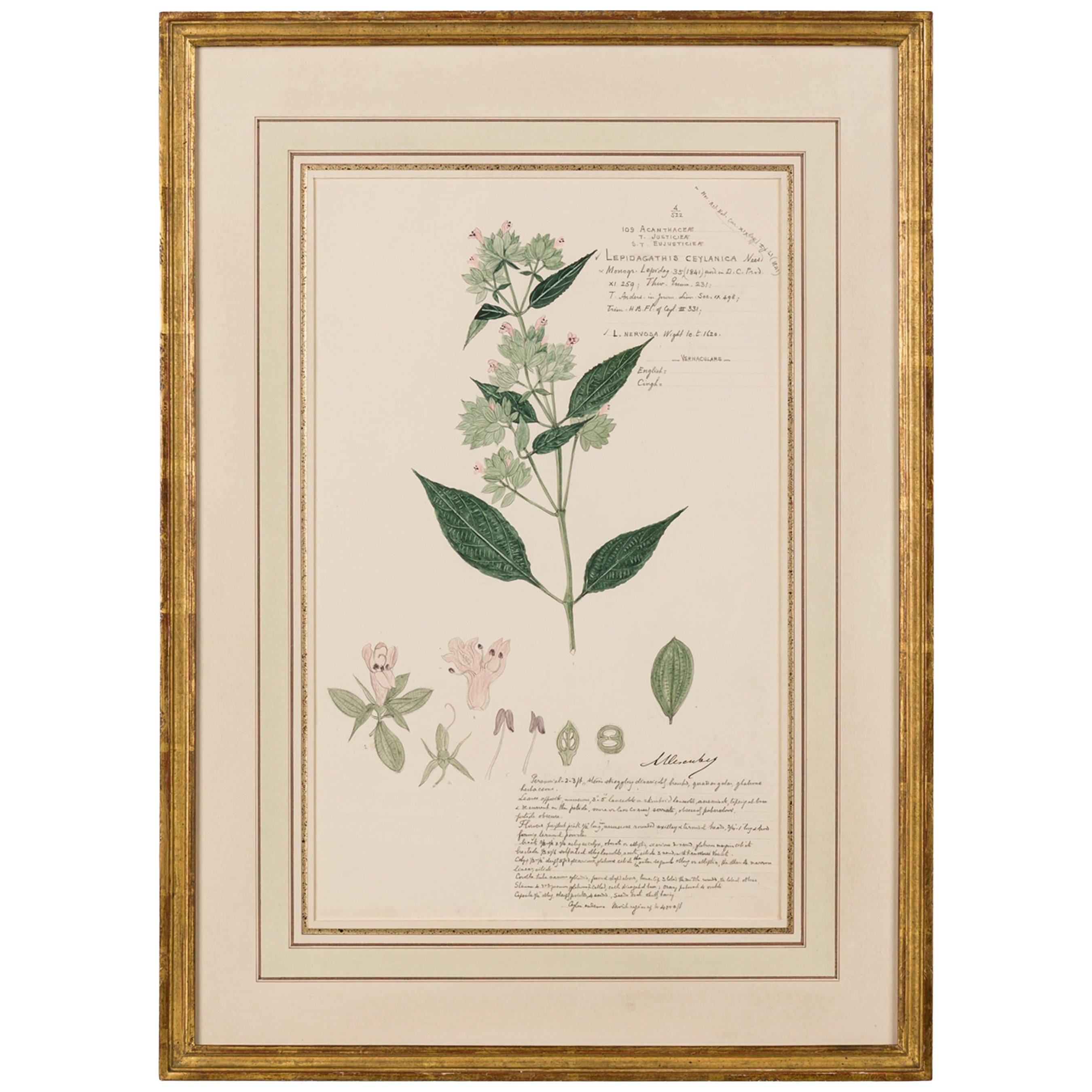Framed Victorian 19th Century Botanical Drawing, "Lepidagathis Ceylanica"