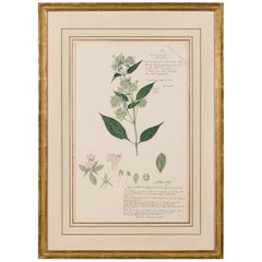 Framed Victorian 19th Century Botanical Drawing, "Lepidagathis Ceylanica"