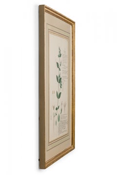 Framed Victorian 19th Century Botanical Drawing, "Lepidagathis Fasciculata"